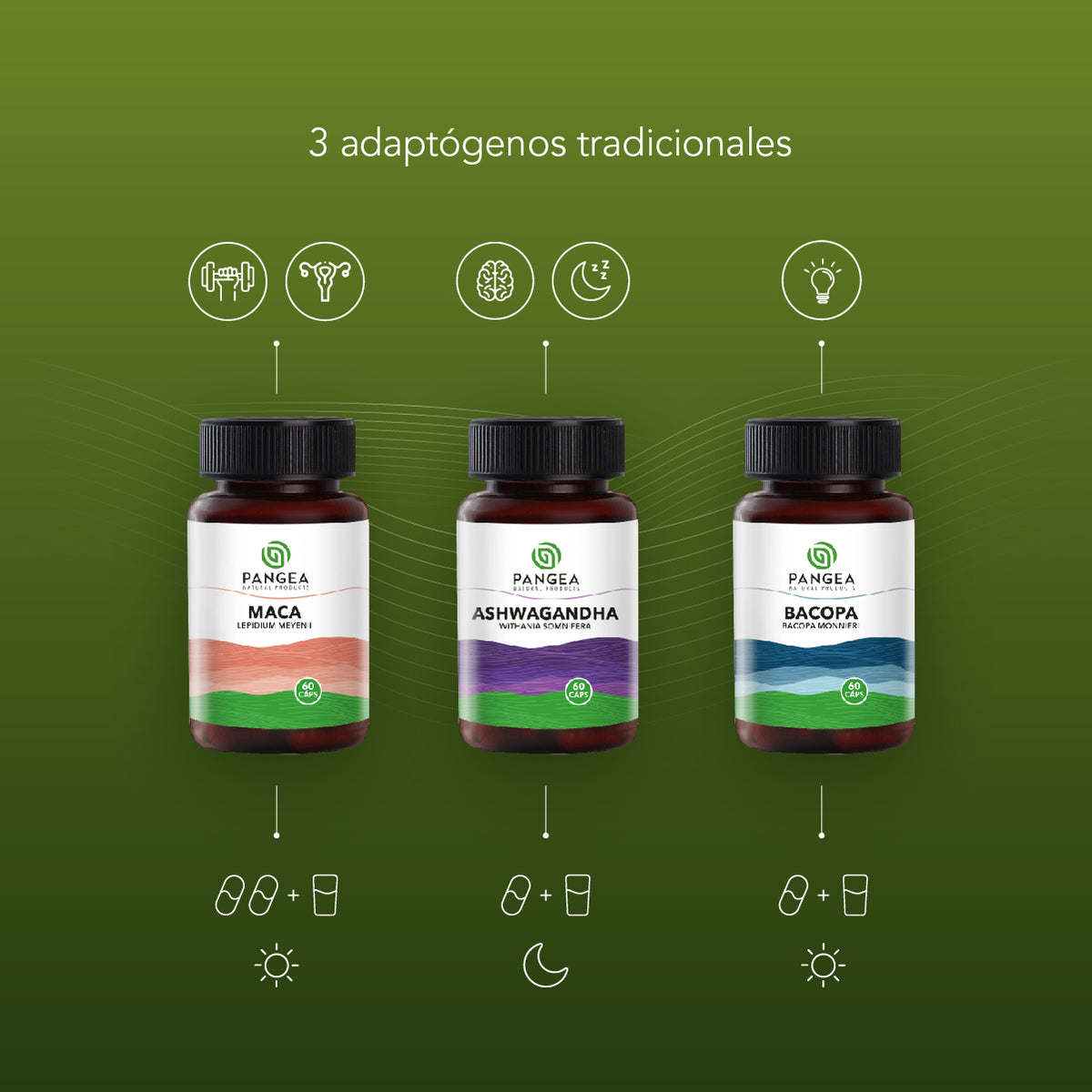 Combo Adaptógenos | Ashwagandha, Maca y Bacopa