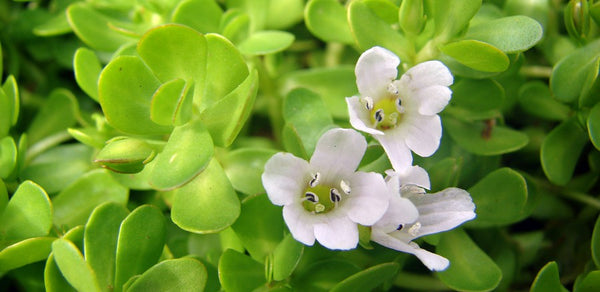 Bacopa Monnieri: ¿Por qué olvidamos cosas y cómo mejorar la memoria?