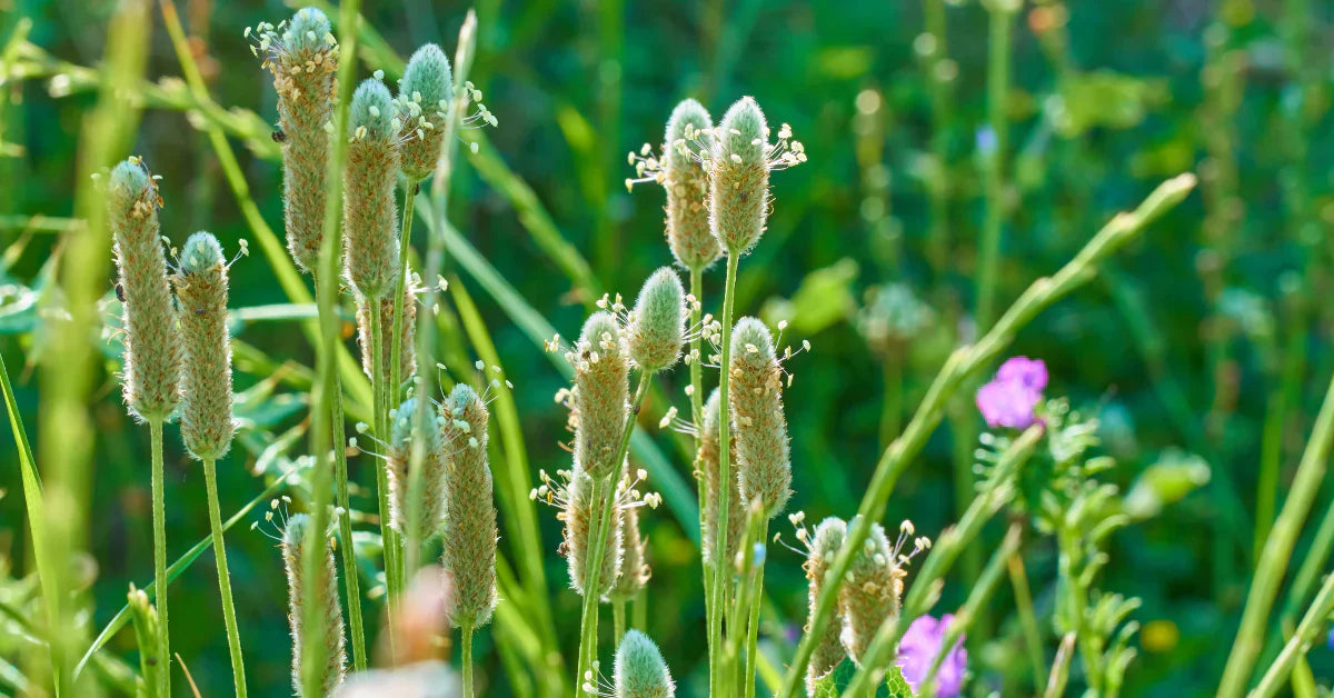 Psyllium
