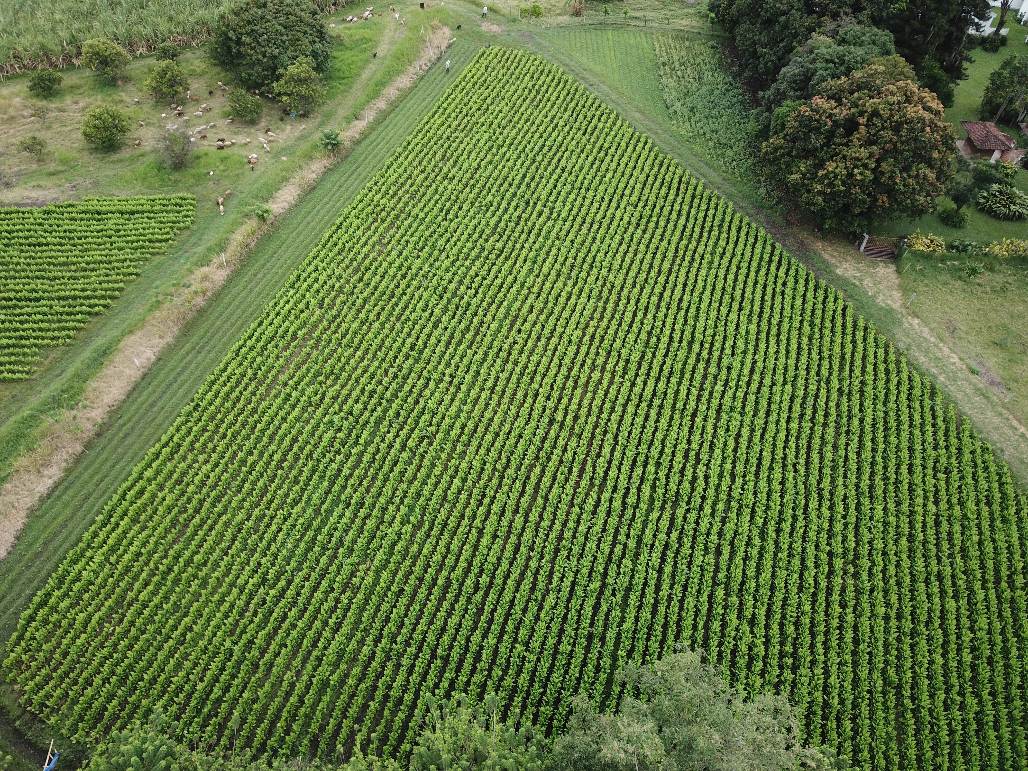 Cultivo_curcuma_pangea